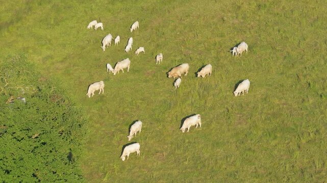 A herd of white cows grazing on a lush green pasture in Nievre, France. The cows are scattered across the field, peacefully feeding on grass, with a patch of trees visible on one side, aerial view.