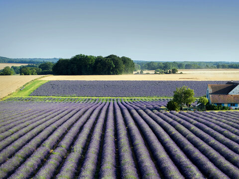 Aerial view of vibrant purple lavender fields in rows alongside golden wheat fields and a rustic farmhouse surrounded by trees under a clear blue sky in Seine-et-Marne, Ile-de-France, France.