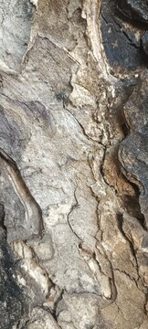 tree bark texture