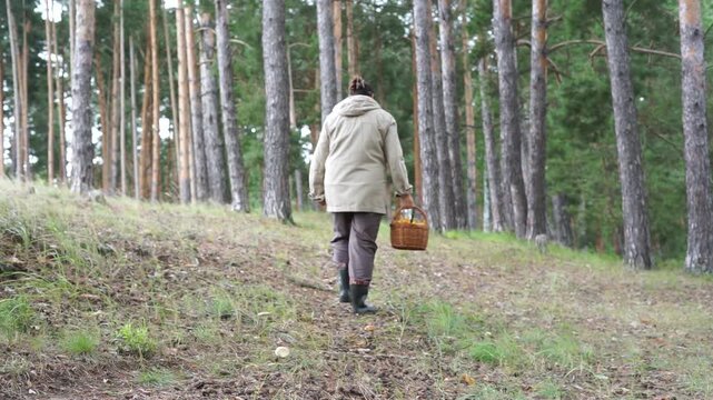 Woman walks through the woods with a basket of mushrooms. Basket of chanterelles mushrooms on forest background. Autumn harvest.	