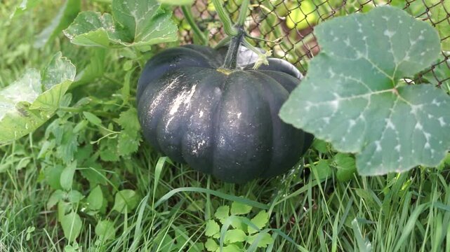 Big green fresh pumpkin in garden