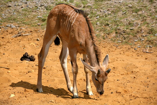 Elenantilope