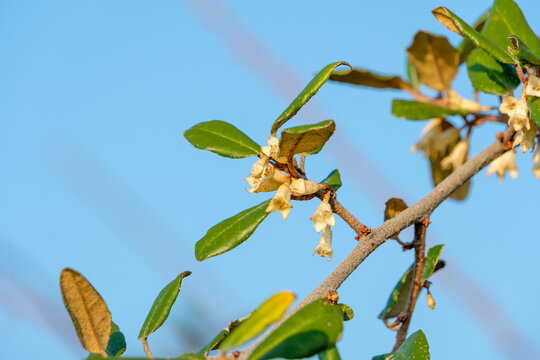 Delicate Elaeagnus Pungens Silverthorn Flowers Blooming on Tree Branch Under Blue Sky in Autumn Nature Background with Copy Space