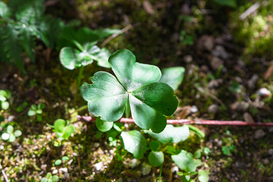 Vibrant Green Wood Sorrel Oxalis Leaves Growing on Mossy Forest Ground in Nature Sunlight Background with Copy Space
