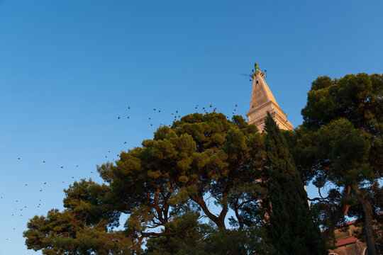 The top of the bell tower of the Church of St. Euphemia in Rovinj, Croatia, partially hidden by maritime pines and cypresses under a blue sky.