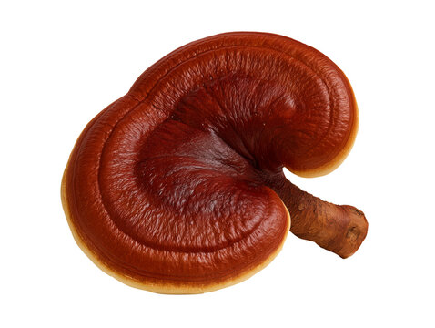 Premium Reishi Mushroom Ganoderma Lucidum Isolated on Transparent Background