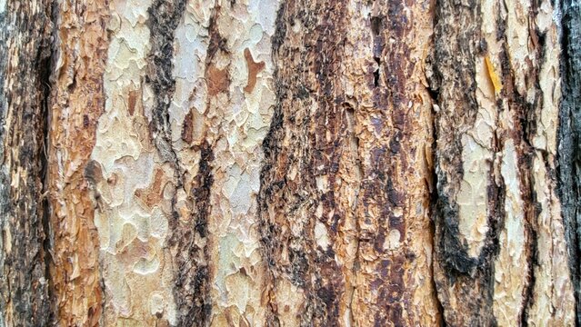 Close-up of natural larch tree bark with contrasting shades of brown and distinctive deep furrows. Rugged surface, pronounced grooves and intricate organic structure.