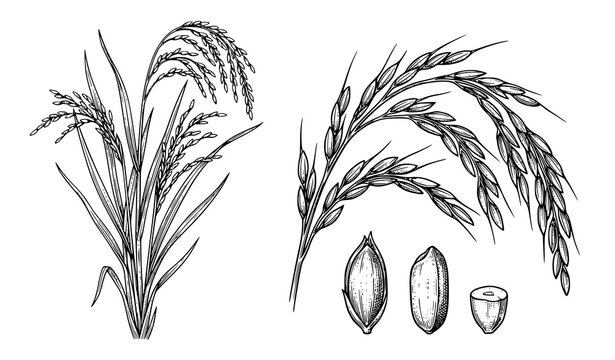 Asian Rice Oryza Sativa Botanical Engraving Vector Illustration with Rice Grains