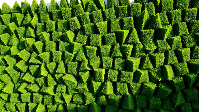 Geometric privet hedge wall with sharp edges, soft afternoon sun casting shadows.