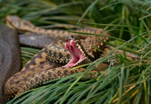 Adder (Vipera berus)
