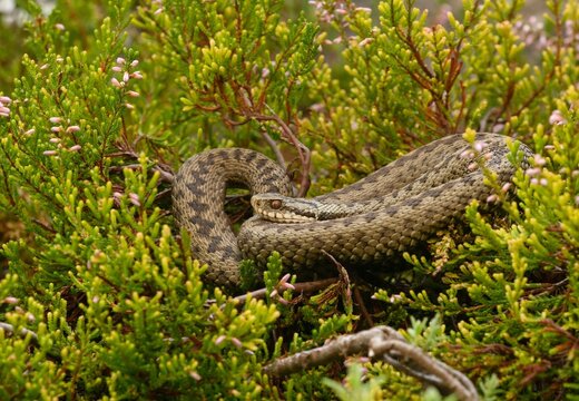 Adder (Vipera berus)
