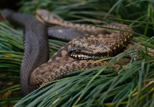 Adder (Vipera berus)