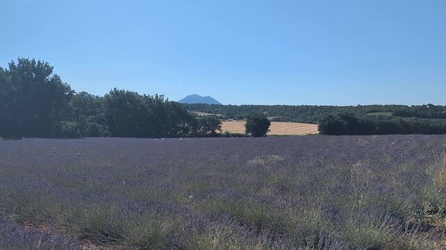 Lavender Fields in Provence France. Experience the beauty of nature. See vibrant colors and peaceful landscapes. Ideal for relaxation and inspiration.