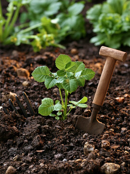 New Growth in Garden: A small plant, freshly transplanted into rich, dark soil, stands beside a miniature trowel and rake, symbolizing new beginnings and the art of gardening.