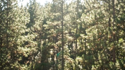 Fototapeta premium A soft focus view of a dense forest during the day