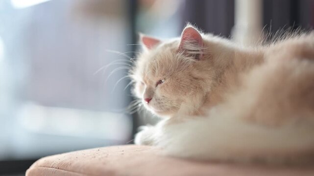 Fluffy cream cat resting indoors, captured in 4K close up cozy & relaxed domestic pet footage.