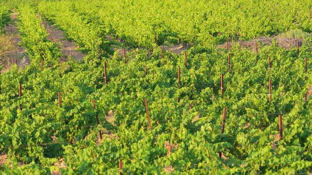 Lush green vineyard rows stretch across the landscape in Opoul Perillos, southern France.