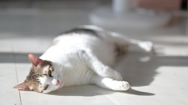 Tabby cat sleeping soundly on a tile floor, captured in 4K cozy sun drenched pet footage.