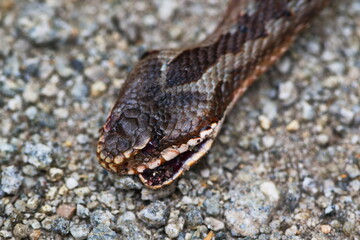Obraz premium Überfahrene Kreuzotter (Vipera berus) auf einem Weg