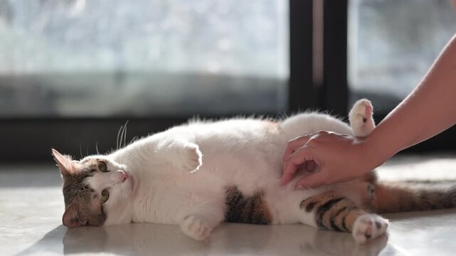 Woman's hand gently petting a relaxed cat lying on the floor 4K footage of pet bonding & affection.