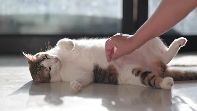 Woman's hand gently petting a relaxed cat lying on the floor 4K footage of pet bonding & affection.