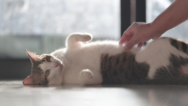 Woman's hand gently petting a relaxed cat lying on the floor 4K footage of pet bonding & affection.