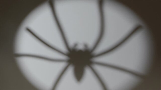 Giant spider shadow moving into white spotlight on straw