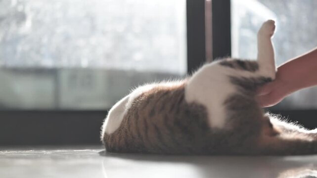 Woman's hand gently petting a relaxed cat lying on the floor 4K footage of pet bonding & affection.