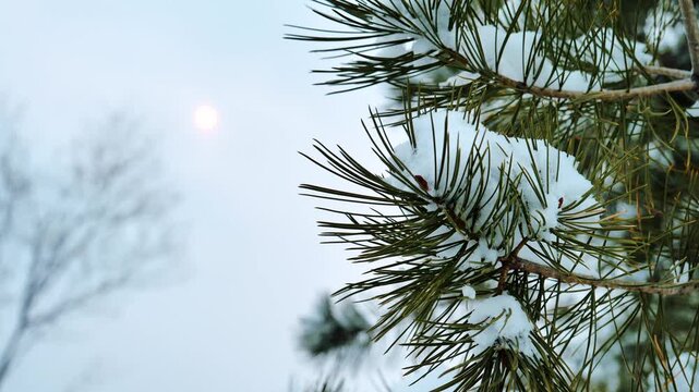 Snow-covered pine branches with soft sunlight in serene winter landscape
