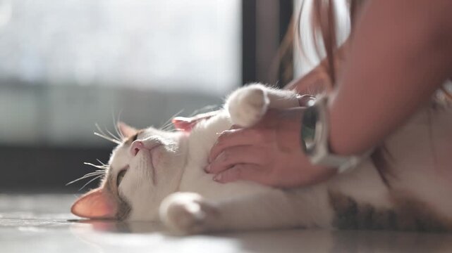Woman's hand gently petting a relaxed cat lying on the floor 4K footage of pet bonding & affection.