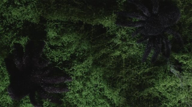 Top down cover video of spider shadow on moss in strobe lightning