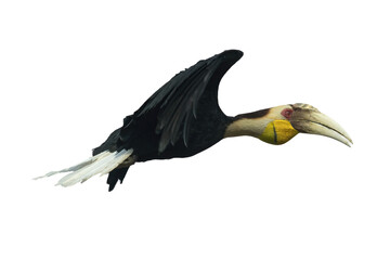 pose of a wreathed hornbill in flight © DS light photography