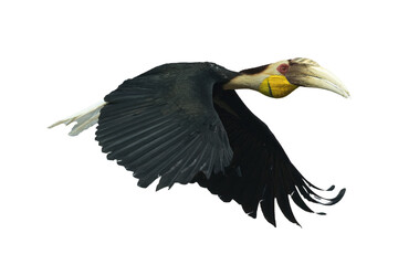 pose of a wreathed hornbill in flight © DS light photography