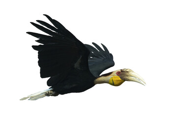 pose of a wreathed hornbill in flight © DS light photography
