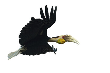 pose of a wreathed hornbill in flight © DS light photography