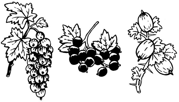 Branches of currants and gooseberries, Lineart