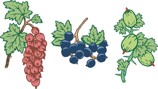 Branches of currants and gooseberries, color drawing, isolated