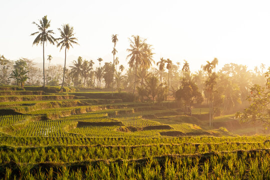 A view of Indonesian rice terraces during golden hour, forming diagonal lines across lush green fields, with morning mist and mountains illuminated by sunlight. 