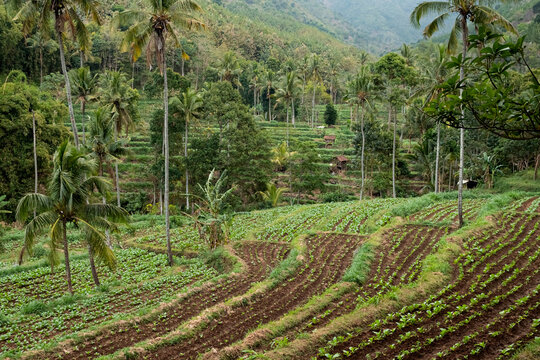 An aerial view of tobacco plants in a mountainous area, forming descending terraced rows along the slopes. The scene represents tobacco farming in a highland agricultural 