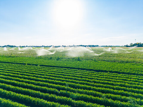 Sprinklers water green crops under the bright sun in a large field during midday