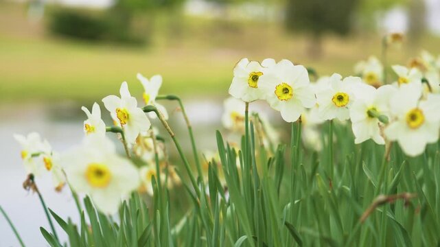 Close-up of white daffodils with yellow centers swaying gently near a pond in spring