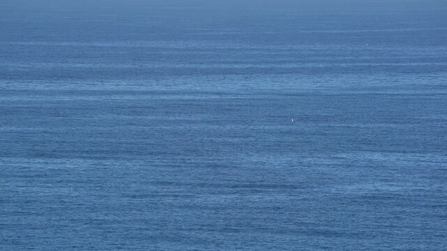 Deep blue ocean with a seal eating something in the far distance