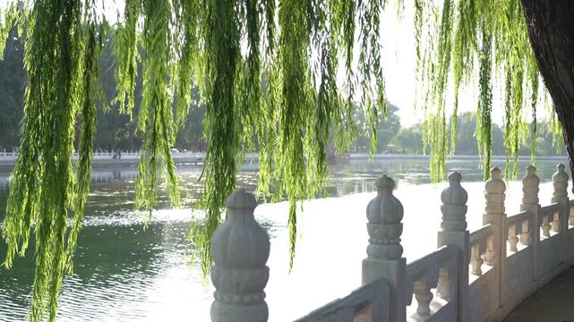 Willow branches swaying gently over a tranquil lake beside ornate stone railing in a traditional Chinese garden, Beijing