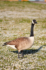 Canada Goose in Park © Lucy