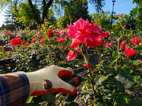 A close-up view of a gardener cutting a blooming red rose with professional garden secateurs