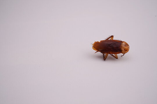 Dead cockroach isolated on a white background.