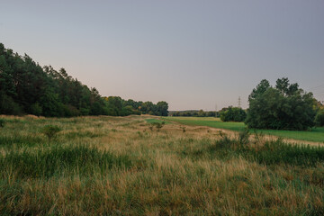 Fototapeta premium Scenic rural landscape with tall dry grass, green meadow, distant power lines, and forest at dusk.