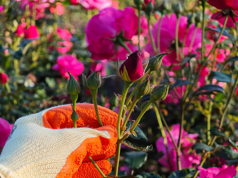 Gardener Holding Pink Rose in Blooming Garden. Perfect for themes of nature, floriculture, outdoor work, and romantic flowers.
