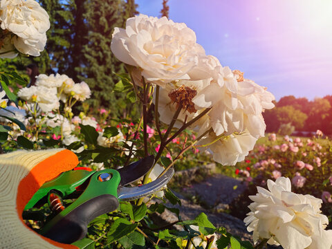 Pruning White Roses in Sunlit Summer Garden. Gardener's gloved hand trimming blooming white roses in a sunlit garden during a warm summer evening.