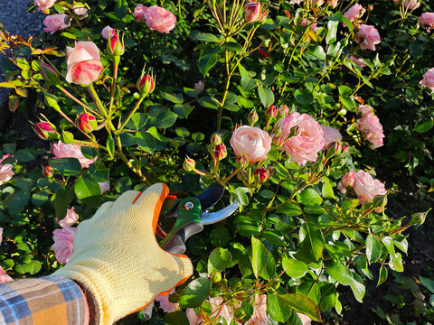 Eco Lifestyle and Garden Care with Pink Roses. A close-up of an eco-conscious gardener pruning pink roses in a lush backyard garden